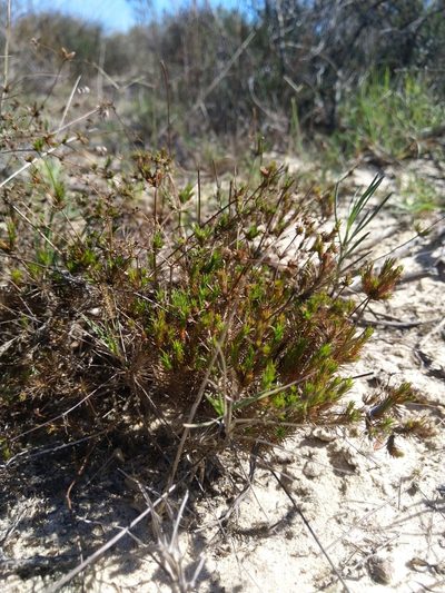 Adenogramma rigida, photographed by Jacques van der Merwe