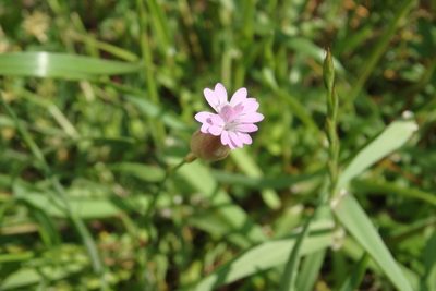 Petrorhagia nanteuilii, photographed by harum.koh