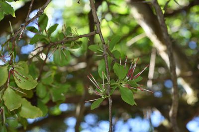 Oncocalyx quinquenervius, photographed by Andrew Gillespie