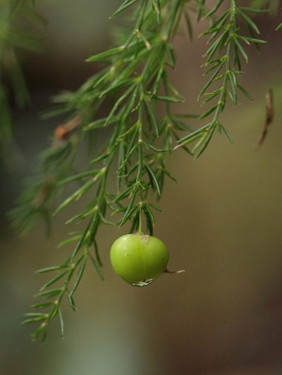 Asparagus fallax, photographed by Dr. Guido Bohne