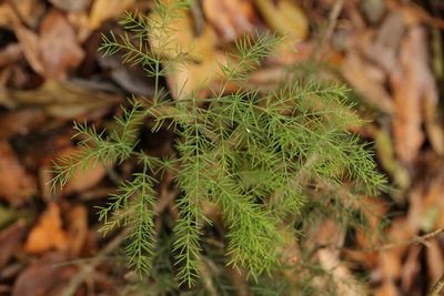 Asparagus fallax, photographed by Dr. Guido Bohne
