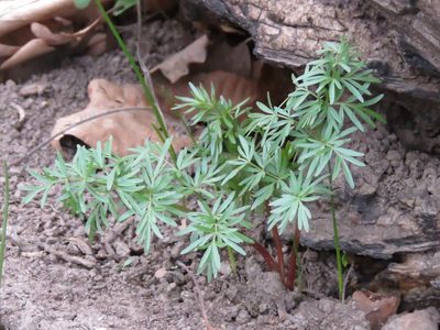 Perideridia americana, photographed by Katie Kucera