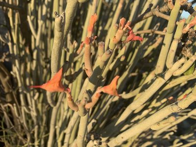 Euphorbia lomelii, photographed by Jim Riley