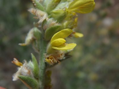Anthyllis cytisoides, photographed by Daniel Cahen