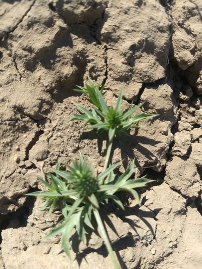 Eryngium nasturtiifolium, photographed by Juan Cruzado Cortés
