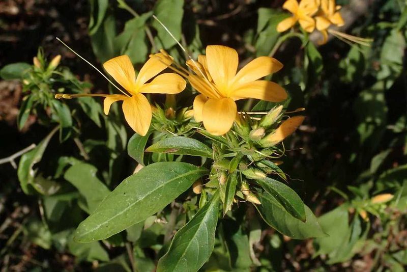 Barleria delagoensis, photographed by Andrew Deacon