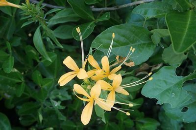 Barleria delagoensis, photographed by Andrew Deacon