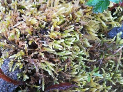 Brachythecium mildeanum, photographed by Rachel Webster