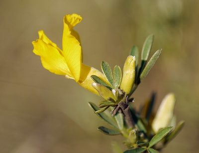 Chamaecytisus borysthenicus, photographed by Roman