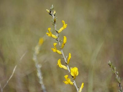 Chamaecytisus borysthenicus, photographed by Roman
