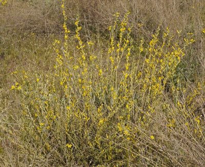 Chamaecytisus borysthenicus, photographed by Roman