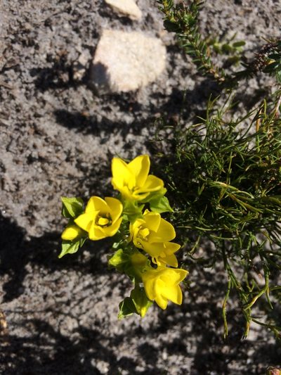 Sebaea sulphurea, photographed by Jeremy Gilmore