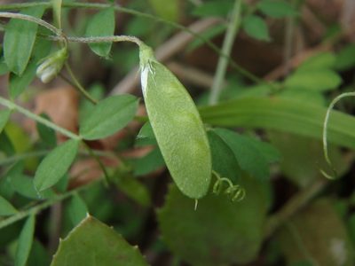 Vicia pubescens, photographed by Daniel Cahen