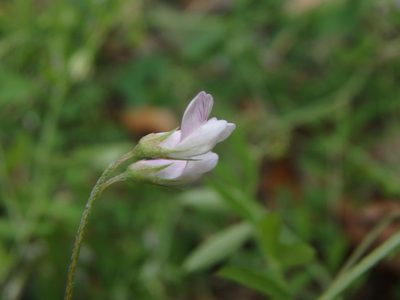Vicia pubescens, photographed by Daniel Cahen
