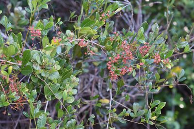 Searsia nebulosa, photographed by Andrew Gillespie