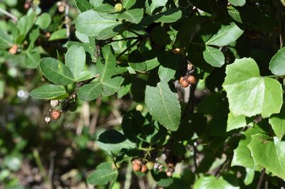 Searsia natalensis, photographed by Andrew Gillespie