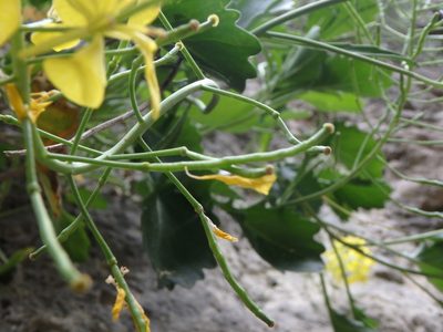 Brassica balearica, photographed by Daniel Cahen