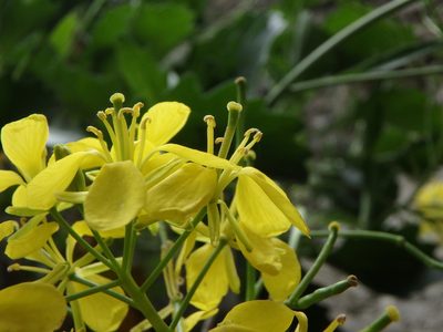 Brassica balearica, photographed by Daniel Cahen