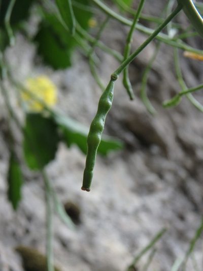 Brassica balearica, photographed by Daniel Cahen