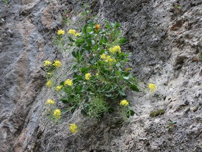 Brassica balearica, photographed by Daniel Cahen