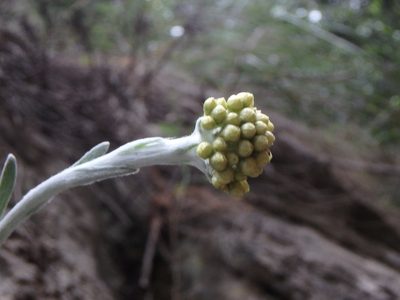 Helichrysum crassifolium, photographed by Daniel Cahen