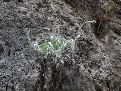 Helichrysum crassifolium, photographed by Daniel Cahen