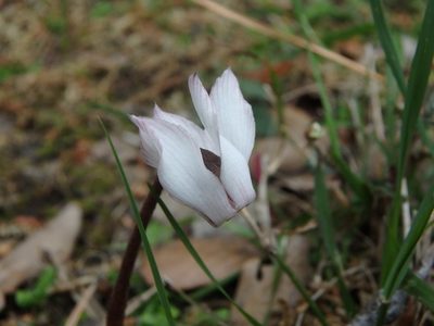 Cyclamen balearicum, photographed by Daniel Cahen