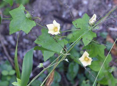 Coccinia rehmannii, photographed by Andrew Gillespie