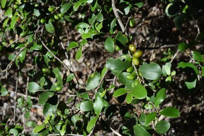 Dovyalis lucida, photographed by Andrew Gillespie