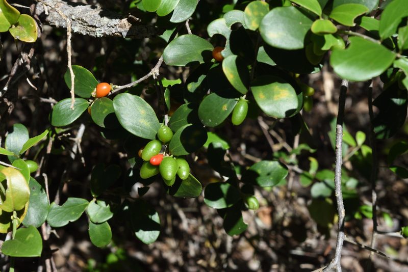 Dovyalis lucida, photographed by Andrew Gillespie