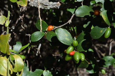 Dovyalis lucida, photographed by Andrew Gillespie