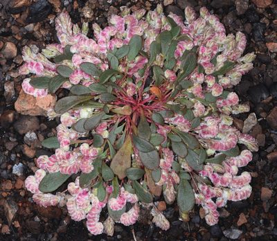 Cistanthe quadripetala, photographed by Don Loarie
