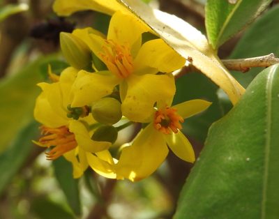 Ouratea mexicana, photographed by Francisco Farriols Sarabia