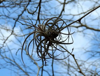 Tillandsia exserta, photographed by Francisco Farriols Sarabia