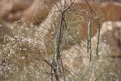 Moringa peregrina, photographed by Kristof Zyskowski