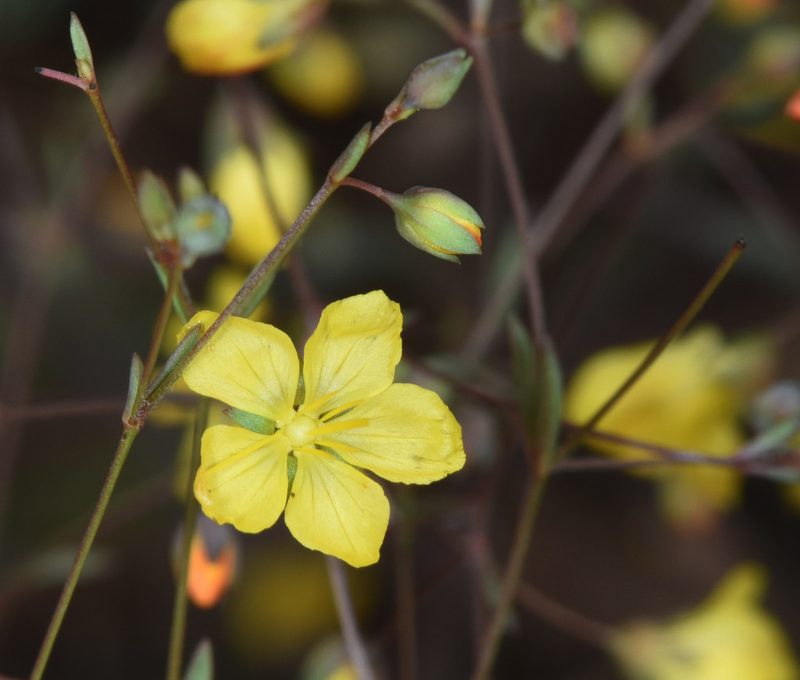 Linum clevelandii, photographed by Don Loarie
