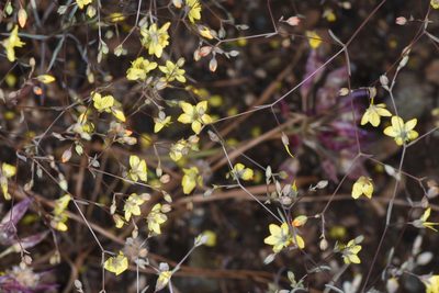 Linum clevelandii, photographed by Don Loarie