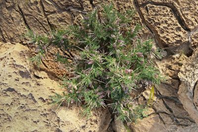 Astragalus spinosus, photographed by Kristof Zyskowski