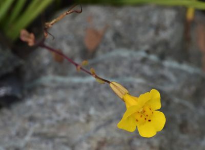 Erythranthe nudata, photographed by Don Loarie