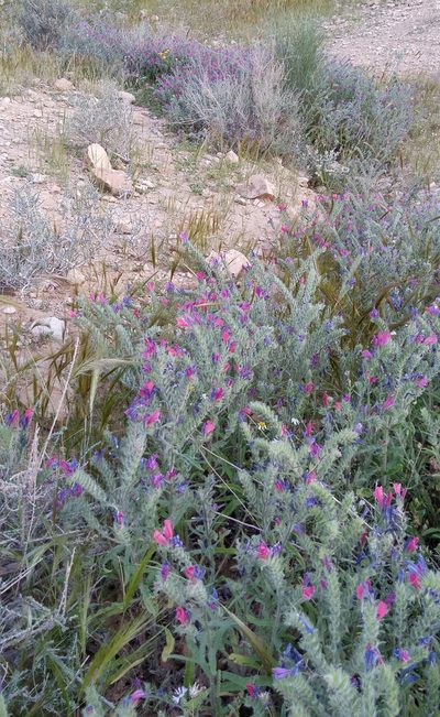 Echium judaeum, photographed by Kristof Zyskowski