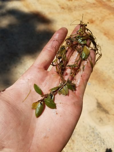 Potamogeton diversifolius, photographed by Scott Ward
