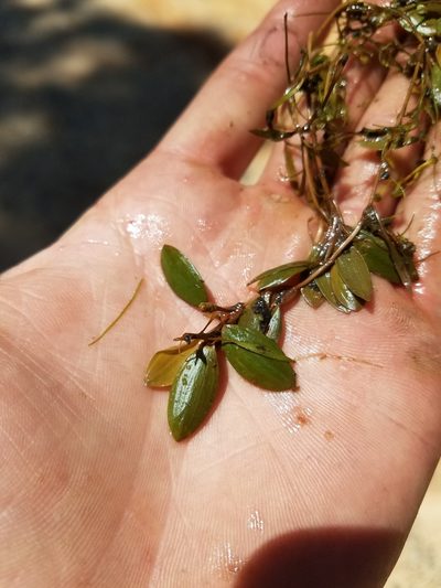 Potamogeton diversifolius, photographed by Scott Ward