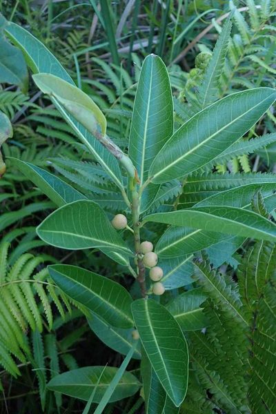 Ficus verruculosa, photographed by Andrew Deacon