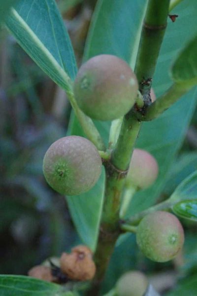 Ficus verruculosa, photographed by Andrew Deacon