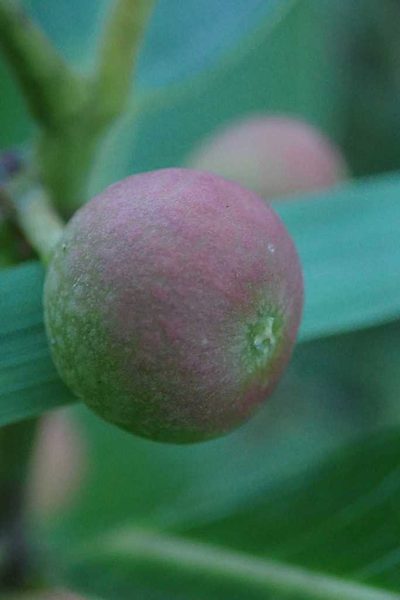 Ficus verruculosa, photographed by Andrew Deacon