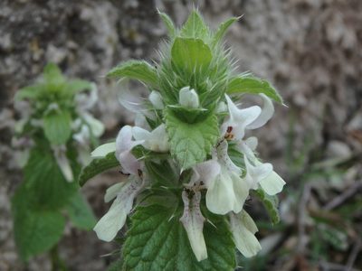Stachys ocymastrum, photographed by Daniel Cahen