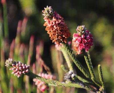 Audouinia capitata, photographed by Tony Rebelo