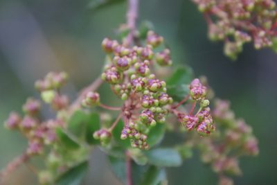 Ceanothus tomentosus, photographed by Millie Basden