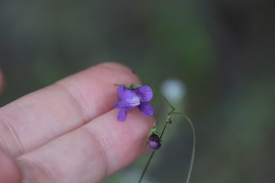 Neogaerrhinum strictum, photographed by Millie Basden