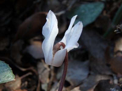 Cyclamen balearicum, photographed by Daniel Cahen